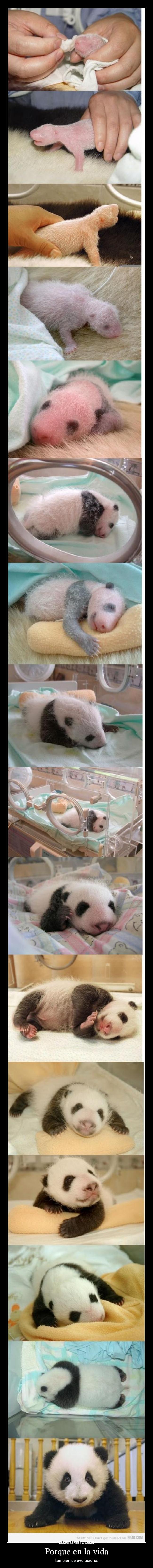 Porque en la vida - también se evoluciona.