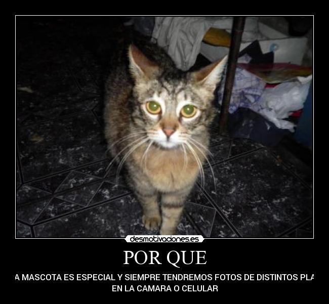 POR QUE - CADA MASCOTA ES ESPECIAL Y SIEMPRE TENDREMOS FOTOS DE DISTINTOS PLANOS
EN LA CAMARA O CELULAR