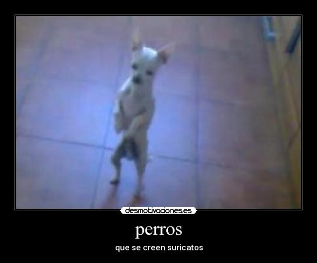 perros -