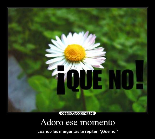 Adoro ese momento - cuando las margaritas te repiten ¡Que no!