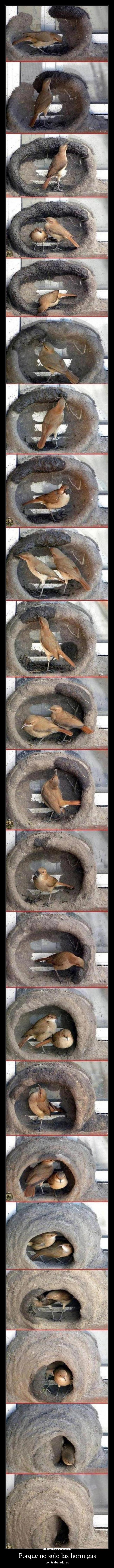 Porque no solo las hormigas - 