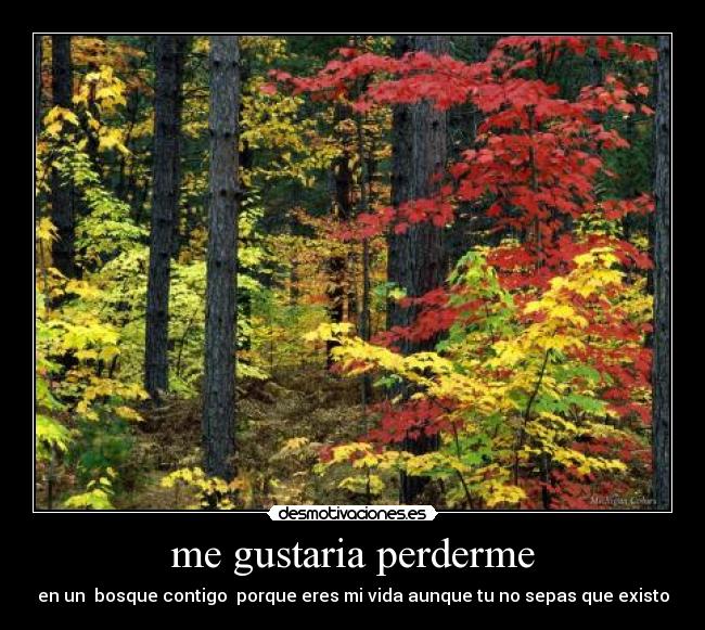 me gustaria perderme - en un  bosque contigo  porque eres mi vida aunque tu no sepas que existo