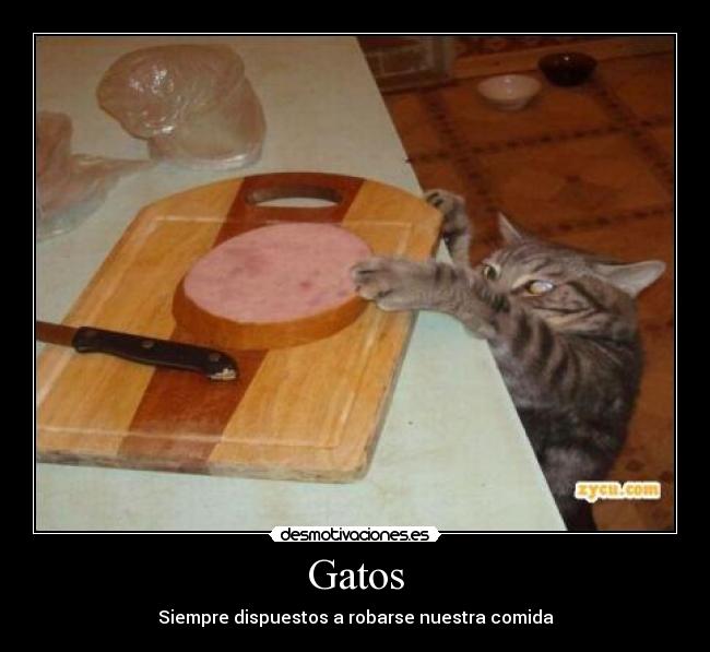 Gatos - Siempre dispuestos a robarse nuestra comida