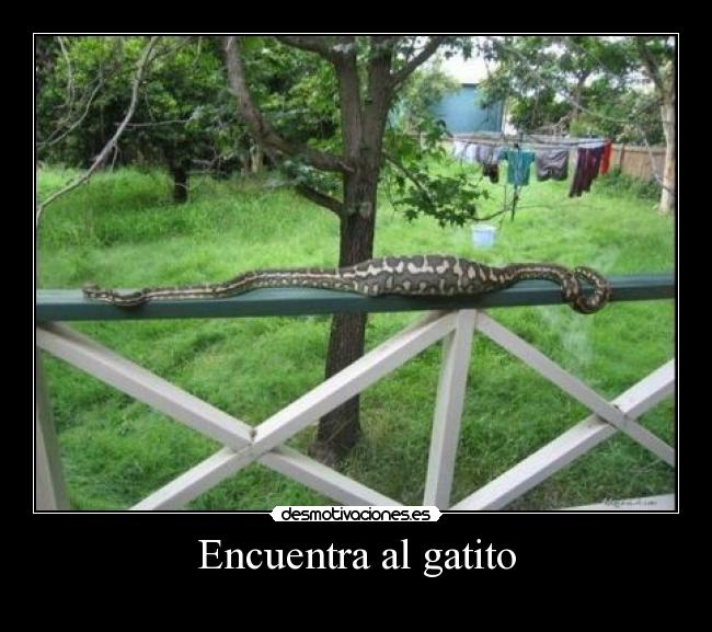 carteles sepiente gatoseverywhere desmotivaciones