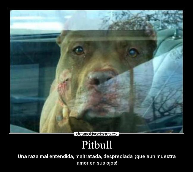 Pitbull - Una raza mal entendida, maltratada, despreciada  ¡que aun muestra amor en sus ojos!