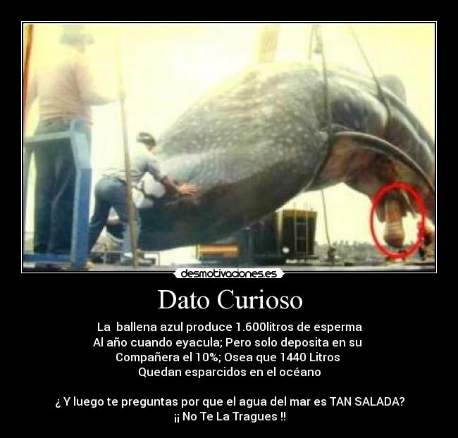 Dato Curioso - La ballena azul produce 1.600litros de esperma
Al año cuando eyacula; Pero solo deposita en su
Compañera el 10%; Osea que 1440 Litros
Quedan esparcidos en el océano
¿ Y luego te preguntas por que el agua del mar es TAN SALADA?
¡¡ No Te La Tragues !!