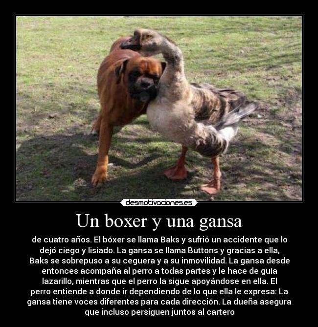 Un boxer y una gansa - de cuatro años. El bóxer se llama Baks y sufrió un accidente que lo
dejó ciego y lisiado. La gansa se llama Buttons y gracias a ella,
Baks se sobrepuso a su ceguera y a su inmovilidad. La gansa desde
entonces acompaña al perro a todas partes y le hace de guía
lazarillo, mientras que el perro la sigue apoyándose en ella. El
perro entiende a donde ir dependiendo de lo que ella le expresa: La
gansa tiene voces diferentes para cada dirección. La dueña asegura
que incluso persiguen juntos al cartero