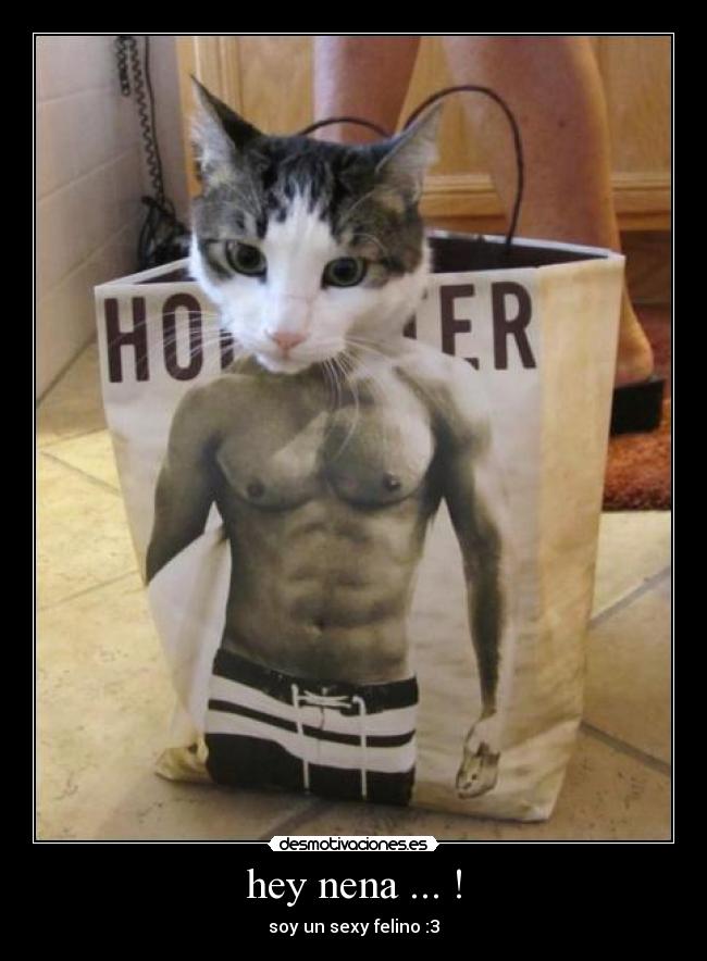 hey nena ... ! - soy un sexy felino :3