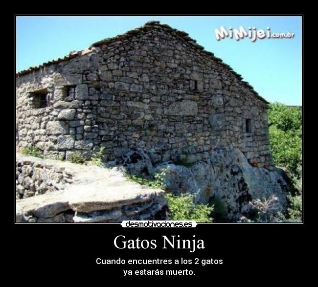 Gatos Ninja - Cuando encuentres a los 2 gatos
ya estarás muerto.