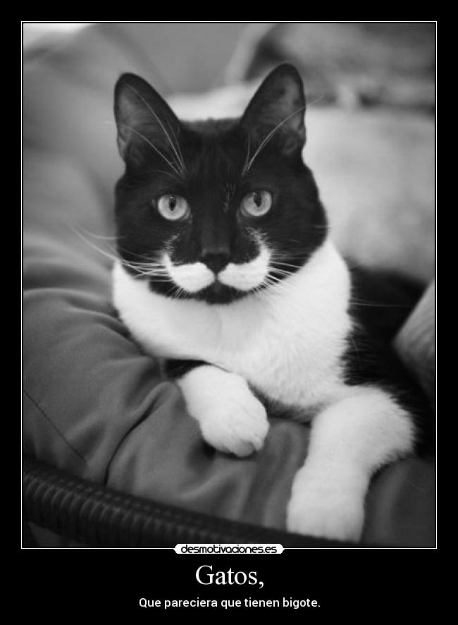 Gatos, - Que pareciera que tienen bigote.