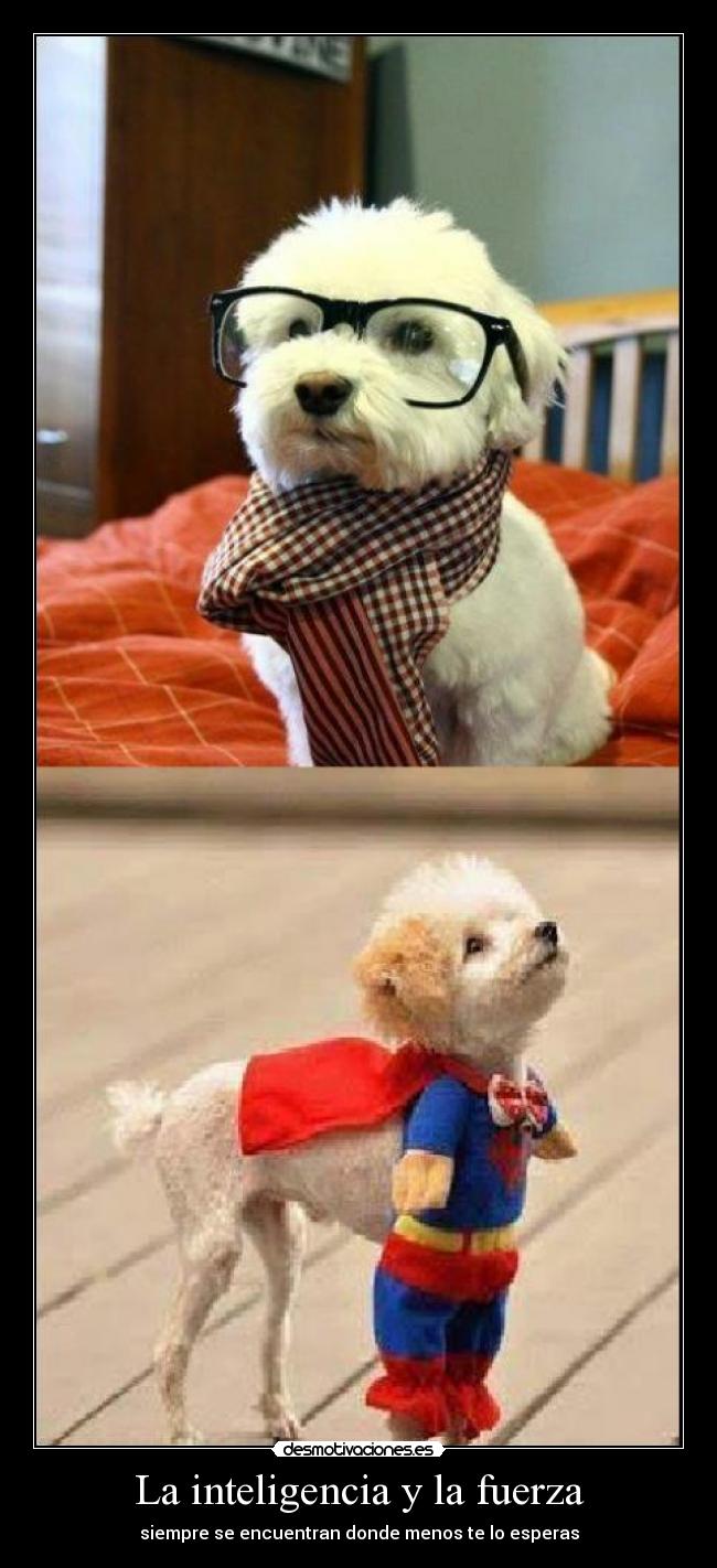 La inteligencia y la fuerza - siempre se encuentran donde menos te lo esperas