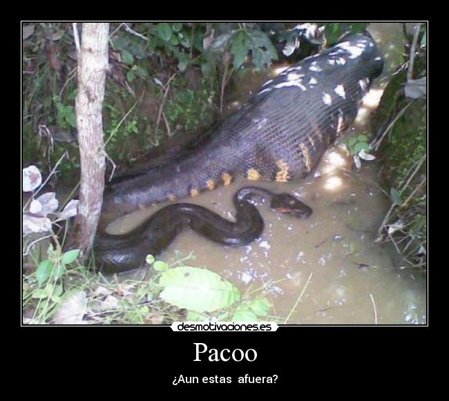 Pacoo -