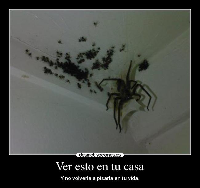 Ver esto en tu casa - Y no volverla a pisarla en tu vida.