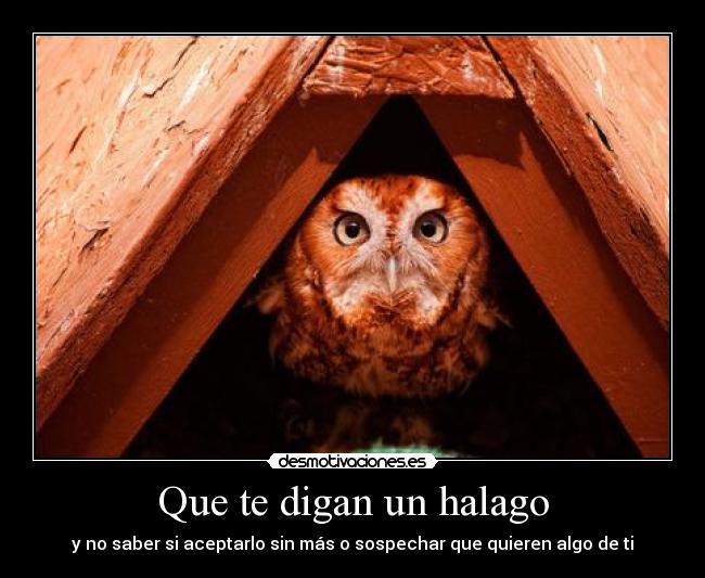 carteles quiennosabes bwajaja owlsowlsowlsowlsowlsowlsowlsowls halagos desmotivaciones