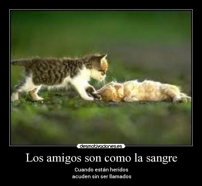 Los amigos son como la sangre - 