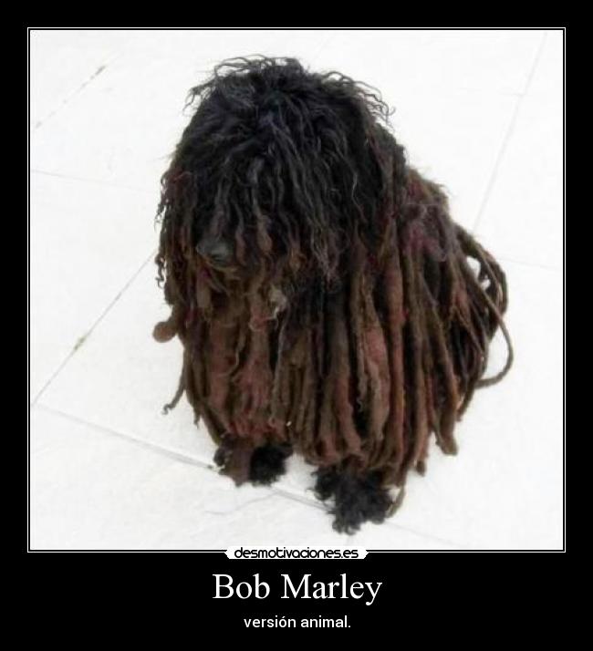 Bob Marley - versión animal.