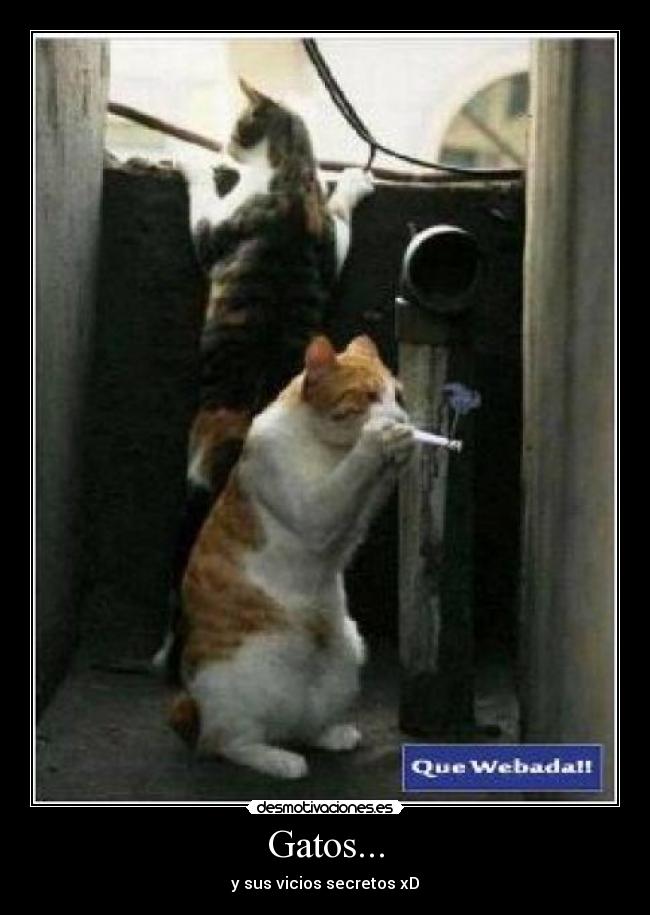 Gatos... -