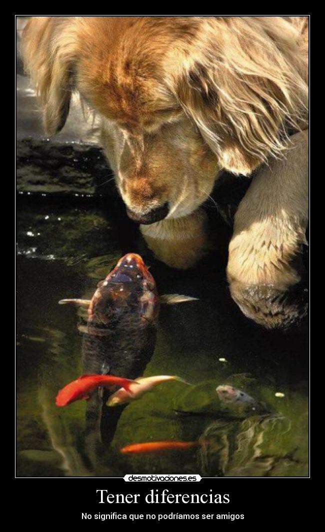 Tener diferencias - 