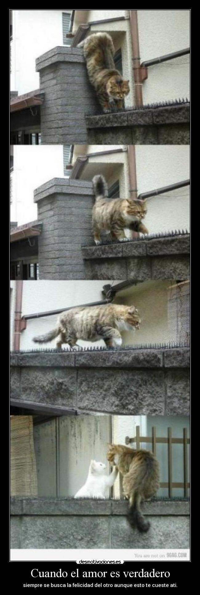 Cuando el amor es verdadero -