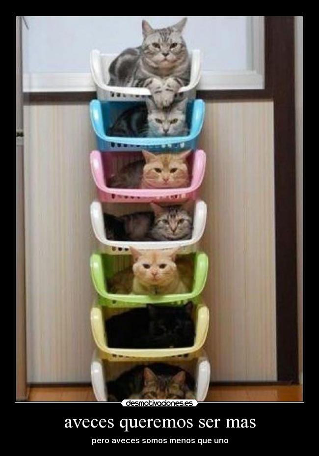 carteles que lindos gatitos jaajajaja desmotivaciones