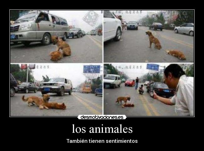 los animales - También tienen sentimientos