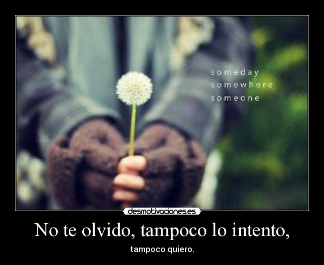 No te olvido, tampoco lo intento, - tampoco quiero.