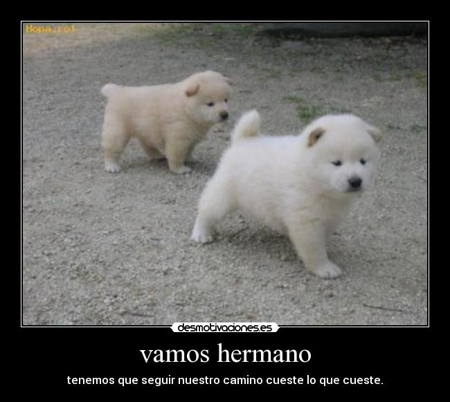 vamos hermano - tenemos que seguir nuestro camino cueste lo que cueste.