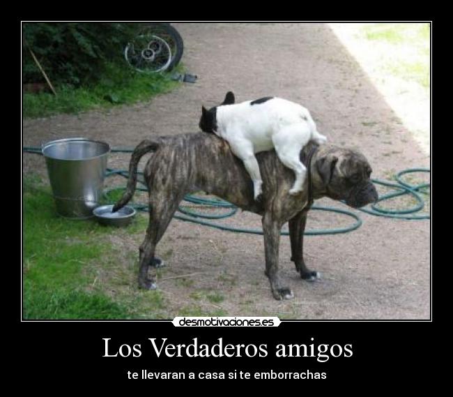 Los Verdaderos amigos - te llevaran a casa si te emborrachas