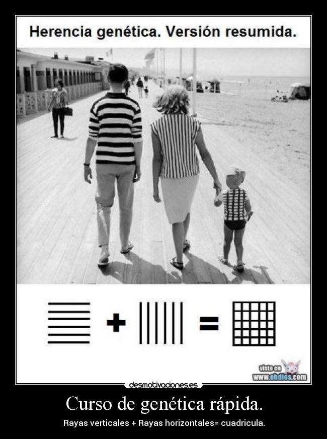 Curso de genética rápida. - Rayas verticales + Rayas horizontales= cuadricula.