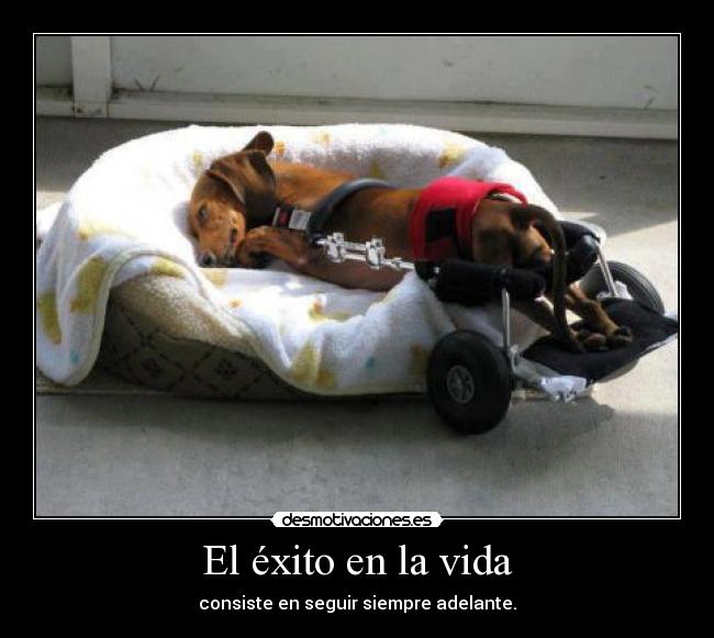 El éxito en la vida - consiste en seguir siempre adelante.