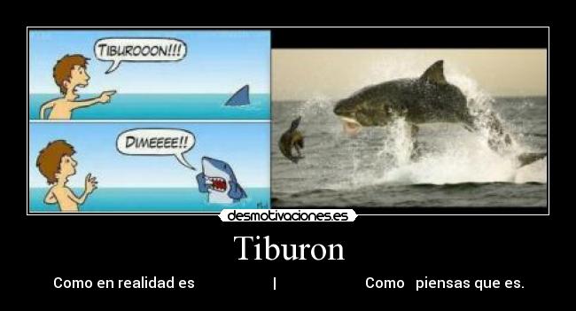 Tiburon - Como en realidad es                      |                         Como   piensas que es.