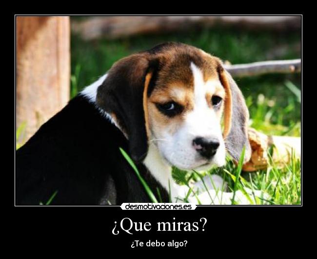 carteles cachorrito desmotivaciones