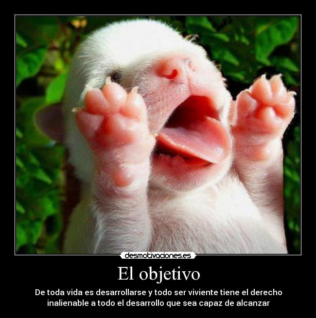 El objetivo -