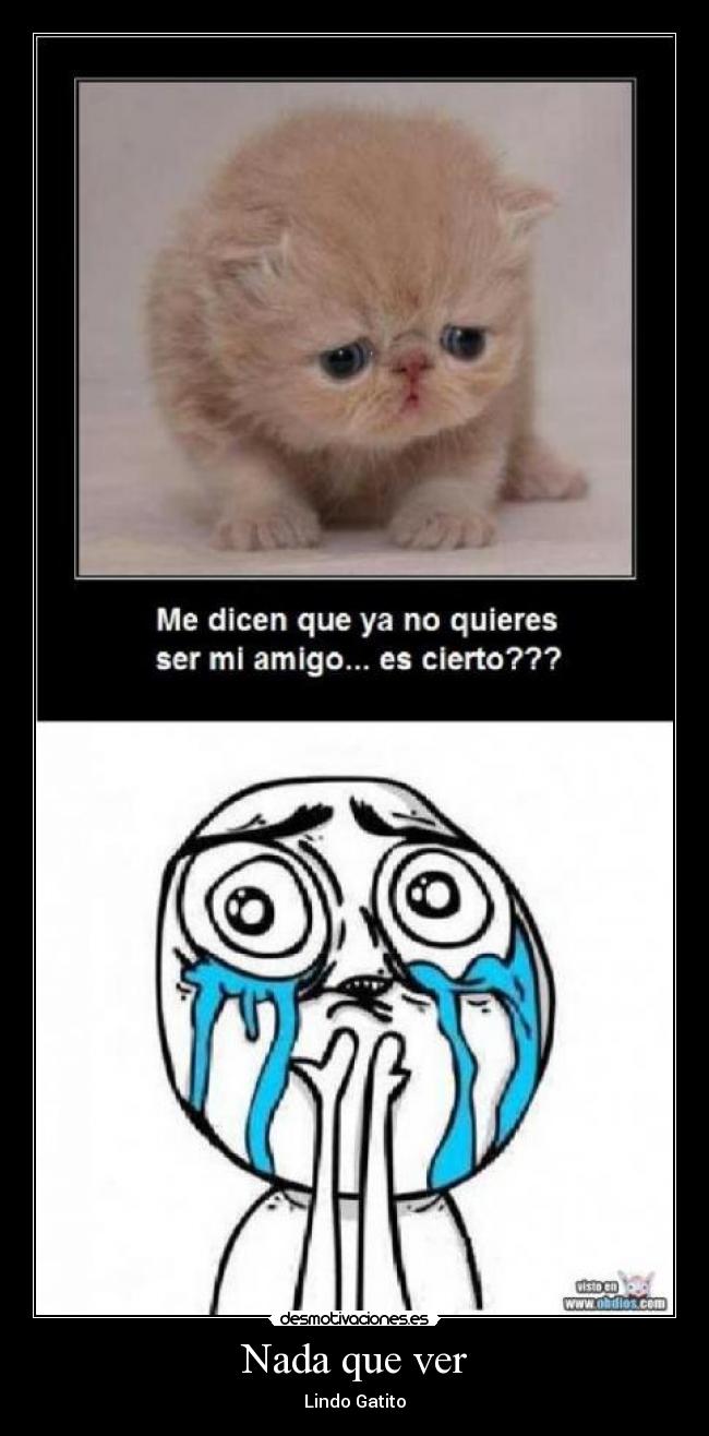 Nada que ver - Lindo Gatito