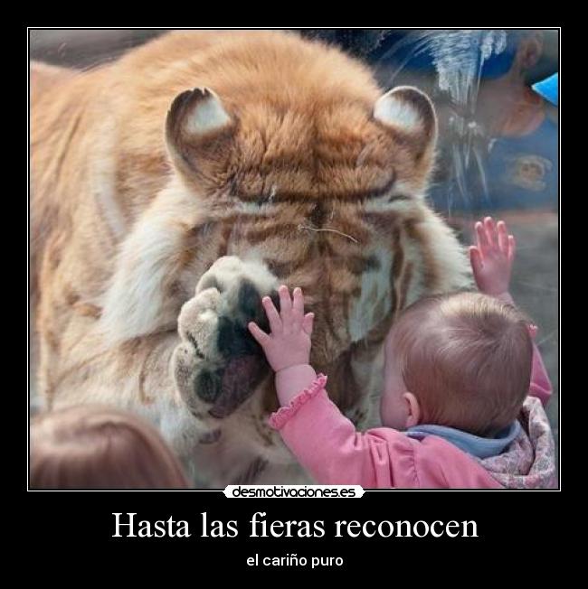 Hasta las fieras reconocen - el cariño puro