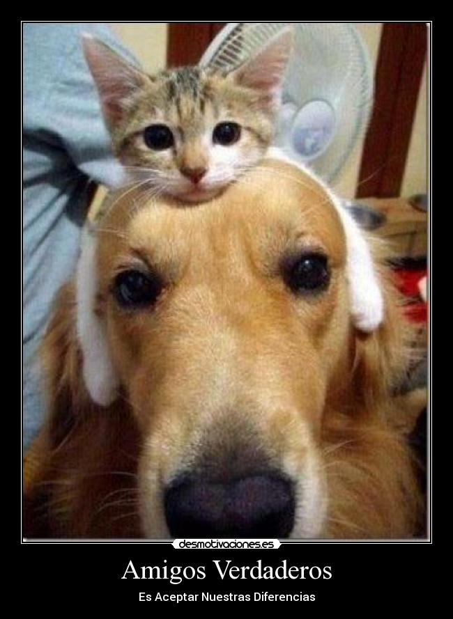 Amigos Verdaderos - Es Aceptar Nuestras Diferencias