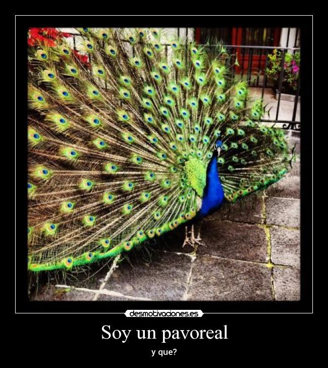 carteles pavoreal desmotivaciones