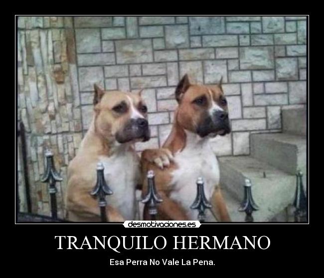 TRANQUILO HERMANO - 