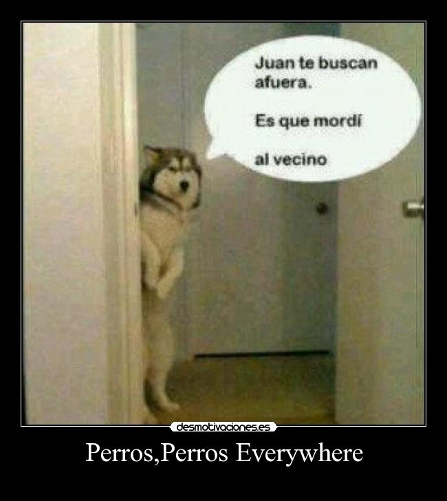 Perros,Perros Everywhere -
