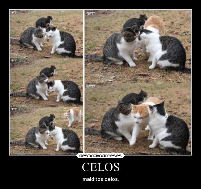 CELOS - malditos celos.