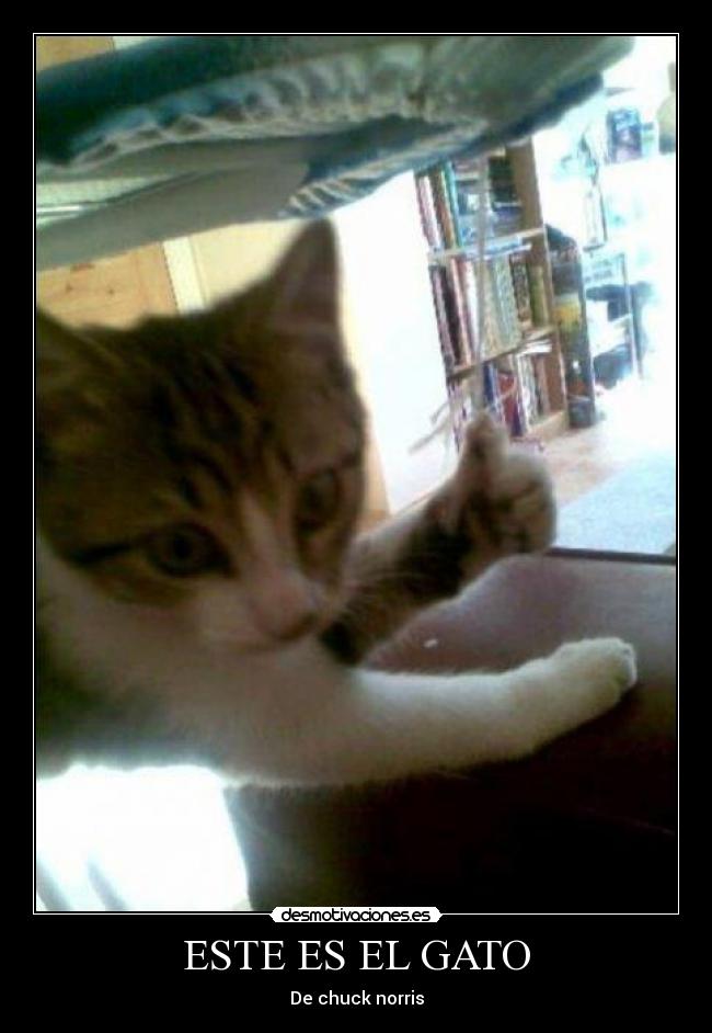 ESTE ES EL GATO -