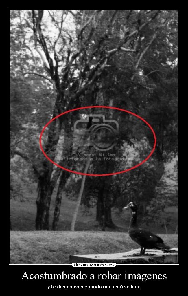 Acostumbrado a robar imágenes - 