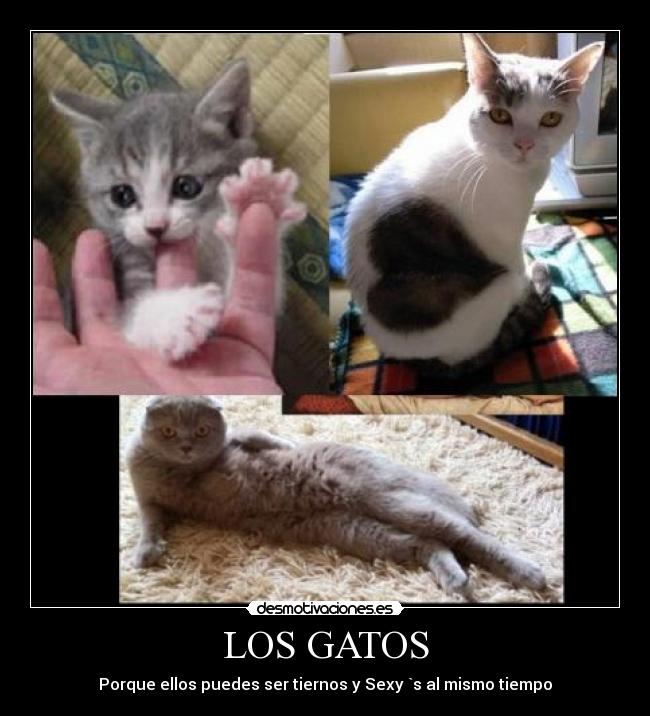LOS GATOS -