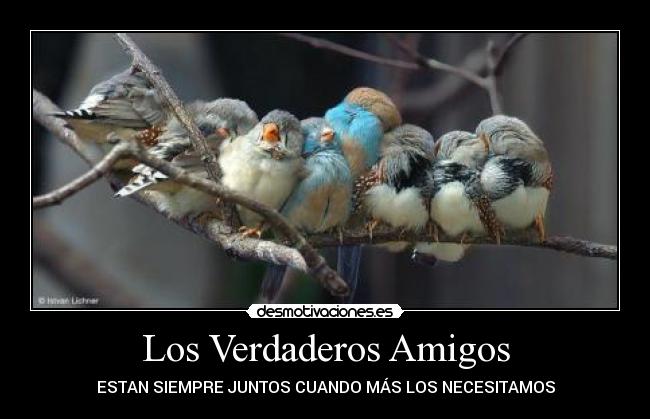 Los Verdaderos Amigos - 