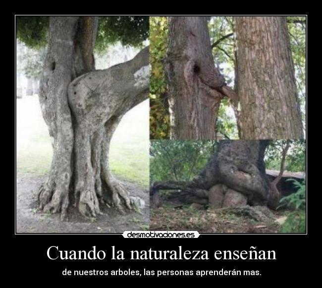 Cuando la naturaleza enseñan - de nuestros arboles, las personas aprenderán mas.