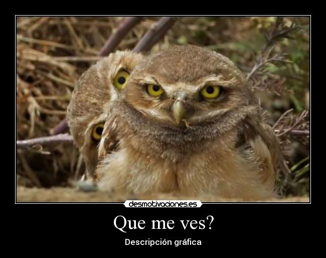 Que me ves? - Descripción gráfica