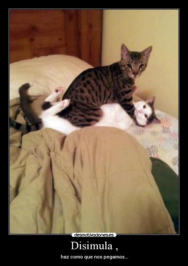 carteles disimula desmotivaciones