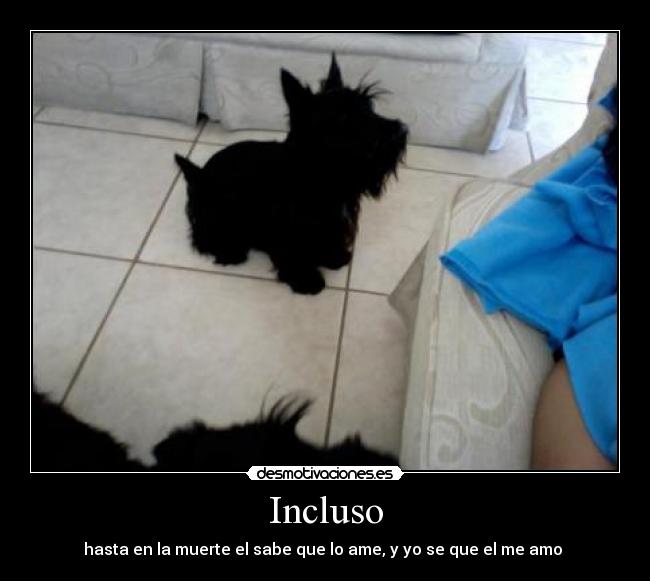 Incluso - 