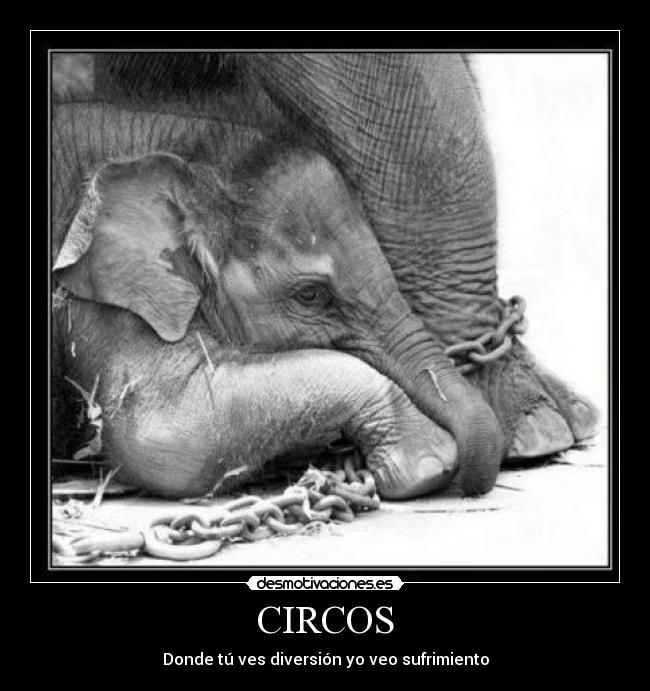 CIRCOS - Donde tú ves diversión yo veo sufrimiento