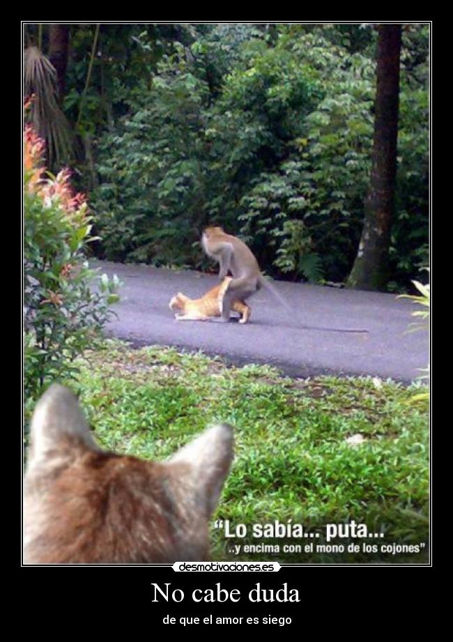 No cabe duda - de que el amor es siego